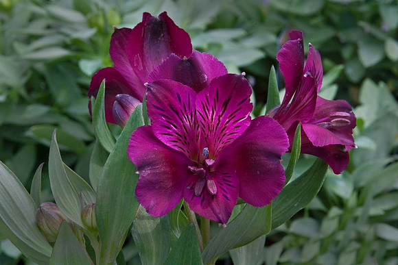 Alstroemeria 'Inticancha Dark purple'
