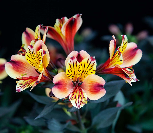 Alstroemeria 'Indian Summer'