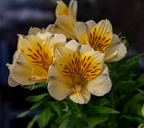 Alstroemeria 'Inticancha Cabanna'