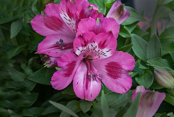 Alstroemeria 'Inticancha Imala'