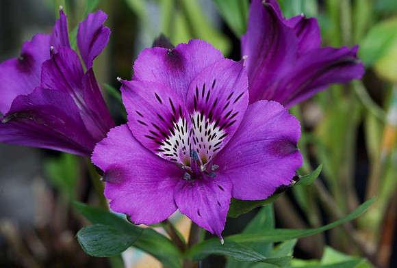 Alstroemeria 'Inticancha Indigo'