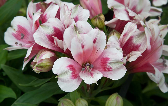 Alstroemeria'Inticancha Maya'