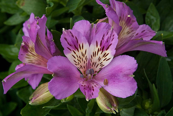 Alstroemeria 'Inticancha Navayo'