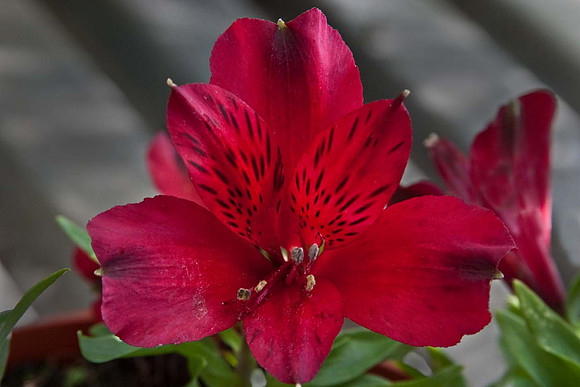 Alstroemeria 'Inticancha Red'