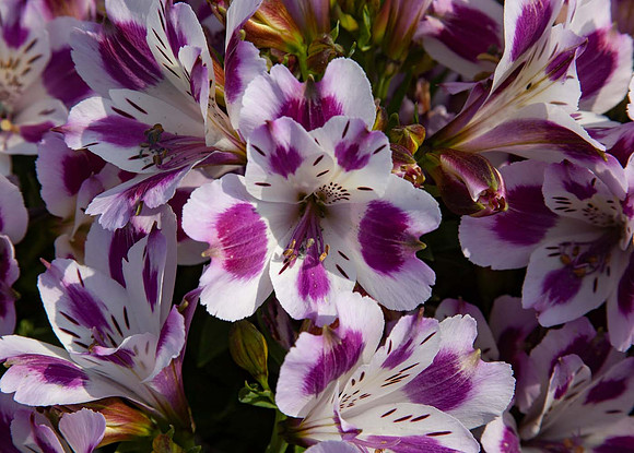 Alstroemeria 'Inticancha Passion'