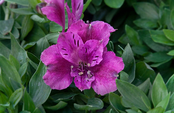 Alstroemeria 'Inticancha Purple'