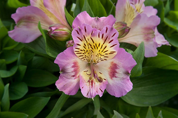 Alstroemeria 'Inticancha Sunday'