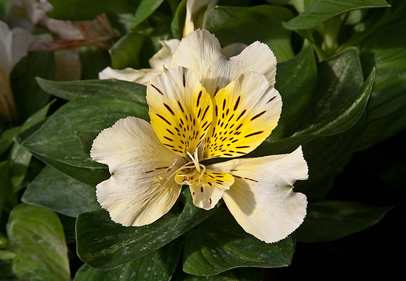 Alstroemeria 'Inticancha Sunlight'