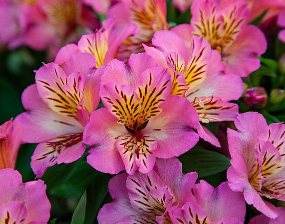 Alstroemeria 'Inticancha Sunshine'