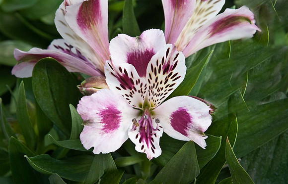 Alstroemeria 'Inticancha White Pink Blush'