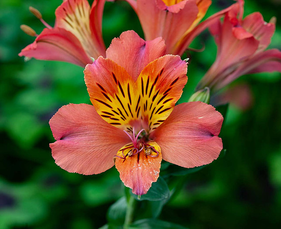 Alstroemeria 'Summer Holiday'