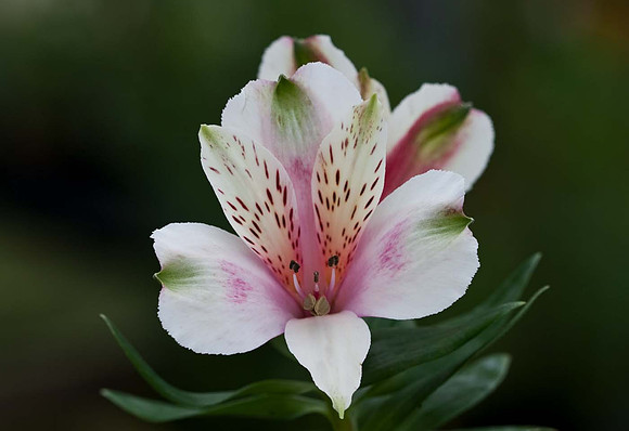 Alstroemeria 'Inticancha White Pink Heart'