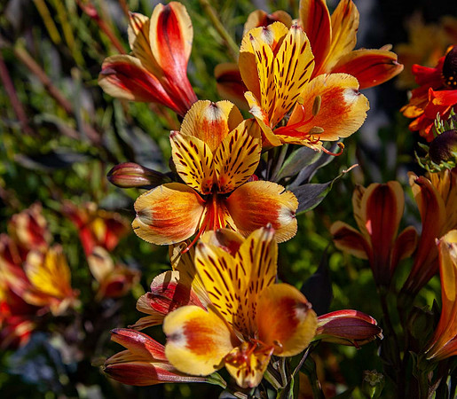 Alstroemeria 'Summer Breeze'