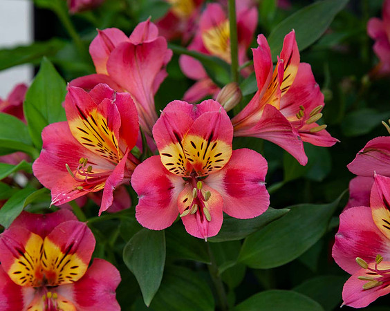 Alstroemeria 'Summer Party'