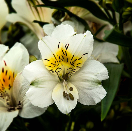 Alstroemeria 'Summer Sky'