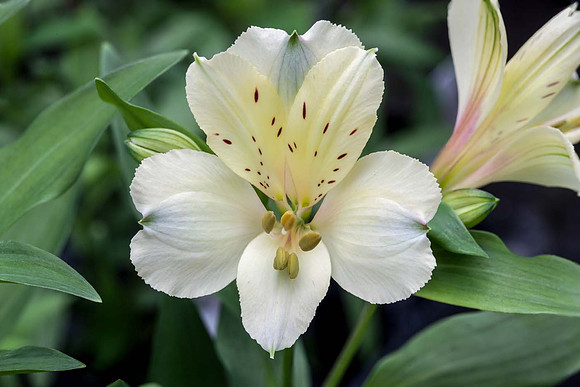 Alstroemeria 'Summer Snow'
