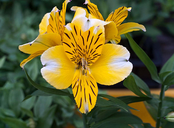 Alstroemeria 'Little Eleanor'