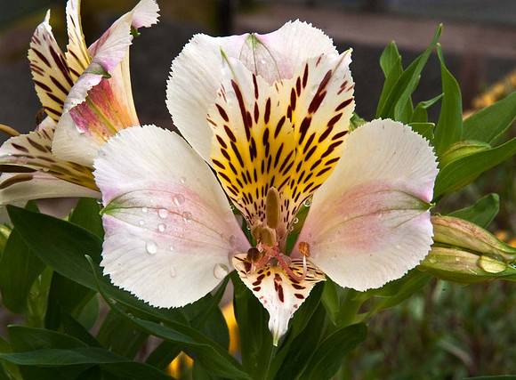 Alstroemeria 'Little Miss Christina'