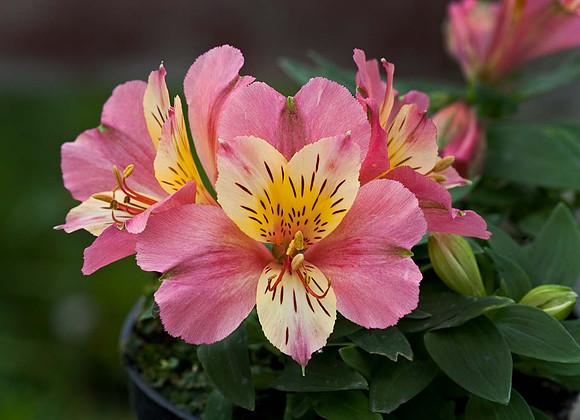 Alstroemeria 'Little Miss Davina'