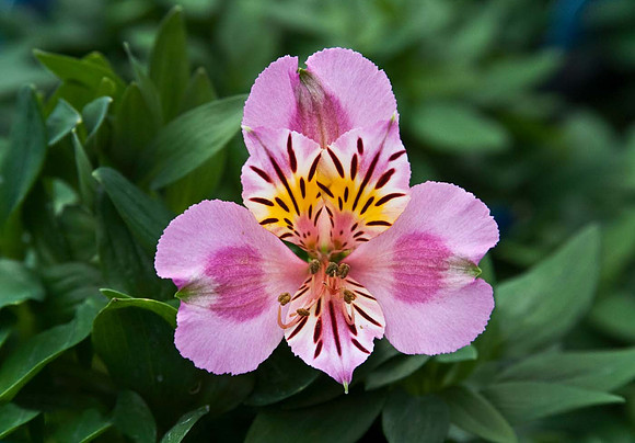 Alstroemeria 'Little Miss Lucy'