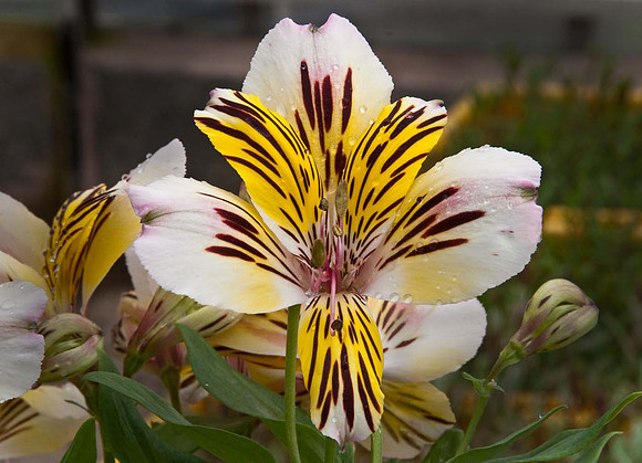 Alstroemeria 'Little Miss Matilda'