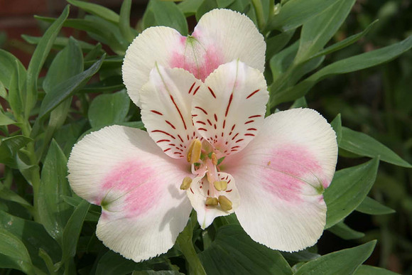 Alstroemeria 'Little Miss Natalie'