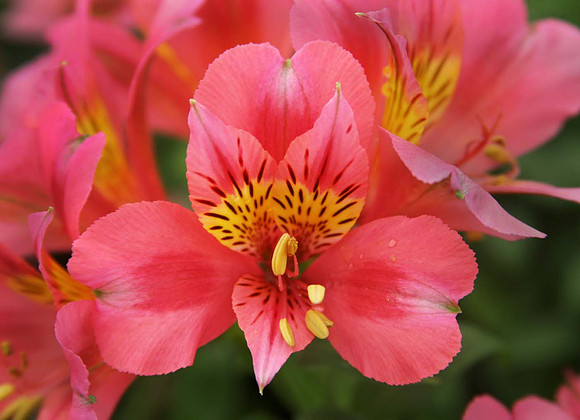 Alstroemeria 'Little Miss Rosalind'