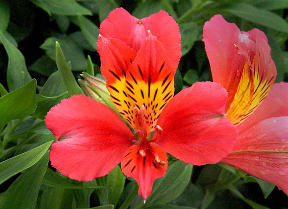 Alstroemeria 'Little Miss Tara'