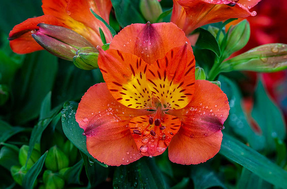 Alstroemeria ;Princess Amina'