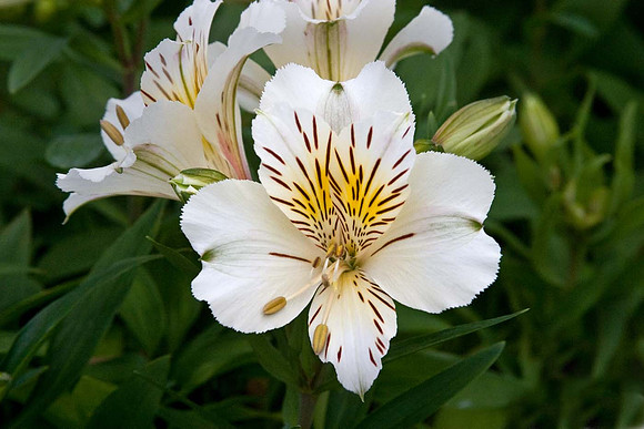 Alstroemeria Princess 'Camilla'