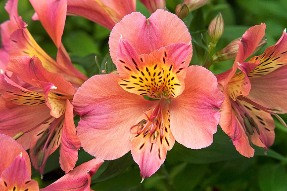 Alstroemeria 'Princess Zavina'