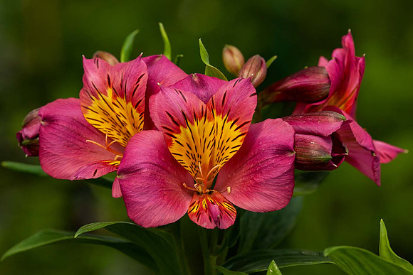 Alstroemeria 'Adonis'