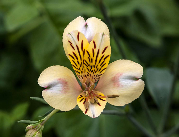 Alstroemeria 'Aimi'