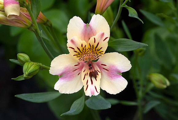 Alstroemeria 'Athena'