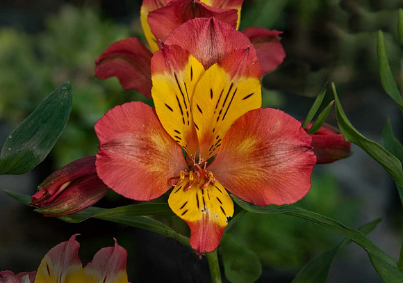 Alstroemeria 'Alexis'