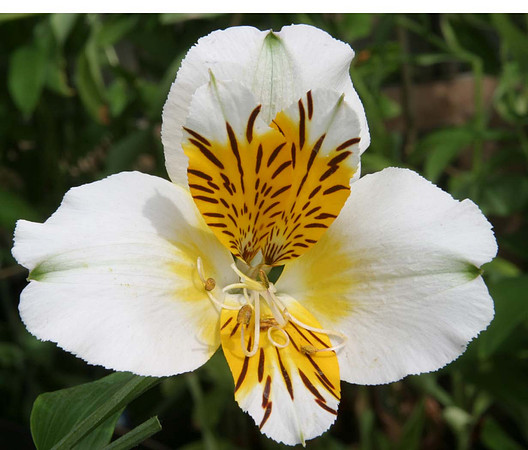 Alstroemeria 'Apollo'