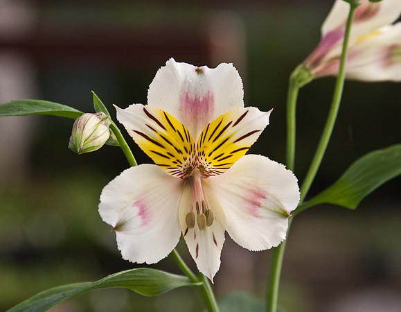 Alstroemeria 'Blushing Bride'