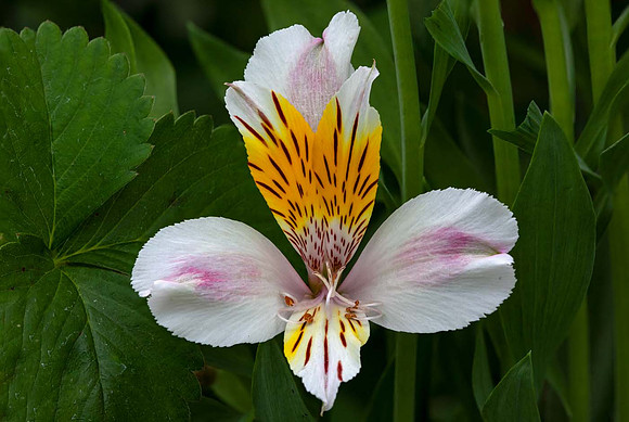 Alstroemeria 'Avanti'