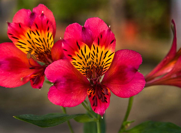Alstroemeria 'Bolero'