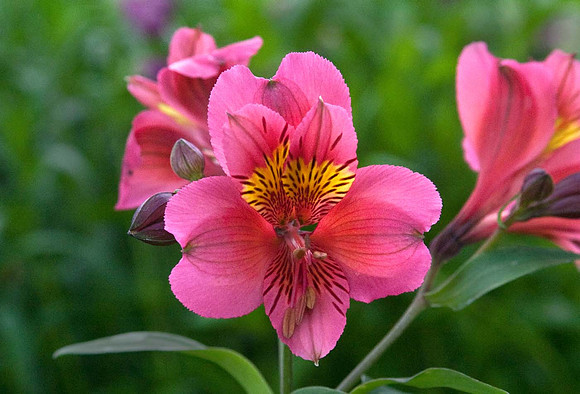 Alstroemeria 'Bonanza'