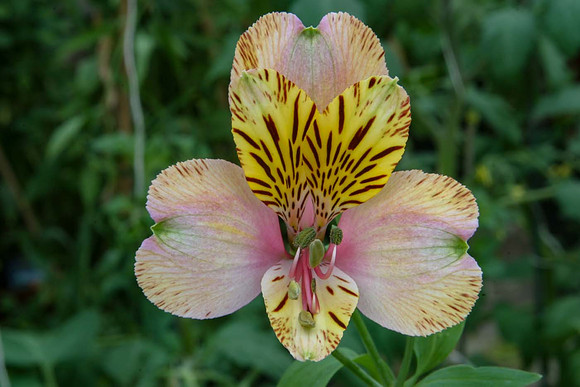 Alstroemeria 'Charm'