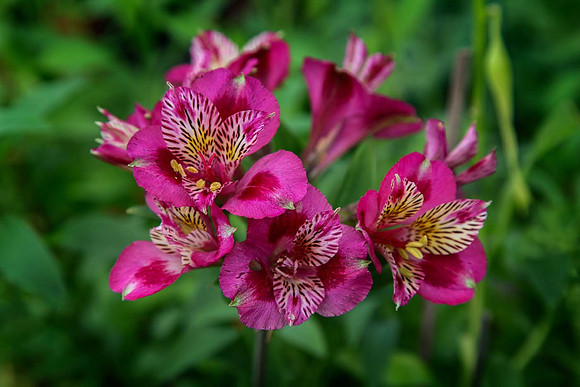 Alstroemeria 'Christine Marsh'