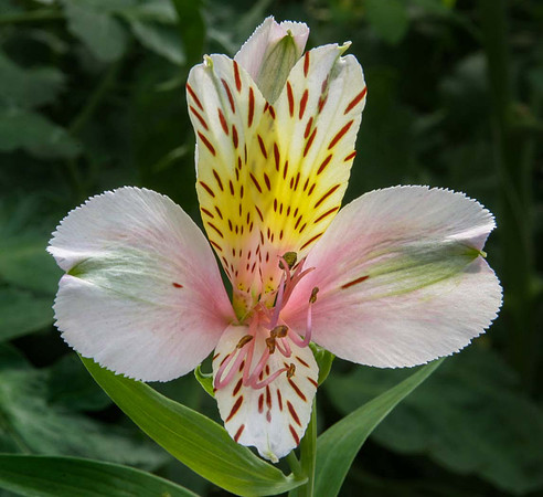 Alstroemeria 'Diana Princess of Wales'