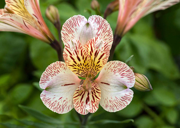 Alstroemeria 'Elvira'