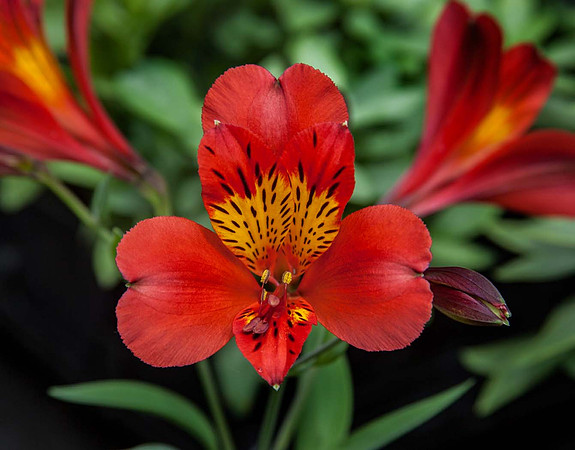 Alstroemeria 'Etna'