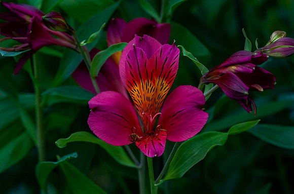 Alstroemeria 'Evening Song'