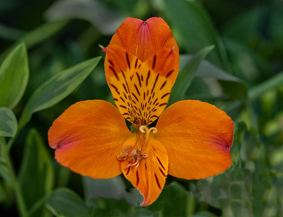 Alstroemeria 'Flaming Star'