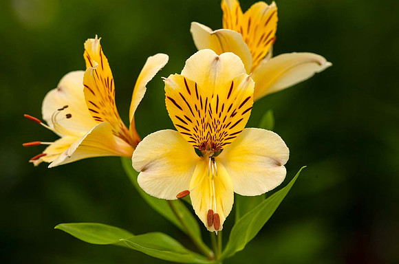 Alstroemeria 'Freindship'