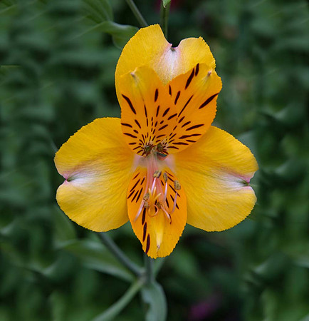 Alstroemeria 'Golden Delight'
