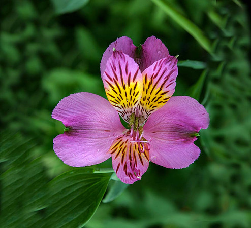Alstroemeria 'Lucinda'